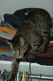 brooklyn2004_24
