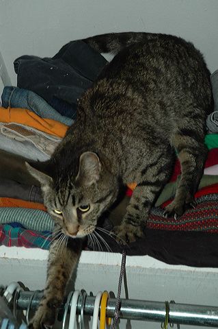 brooklyn2004_24.jpg