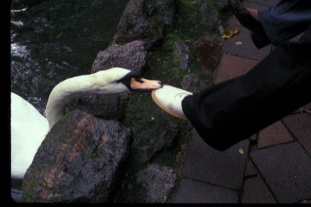 nz08.jpg
