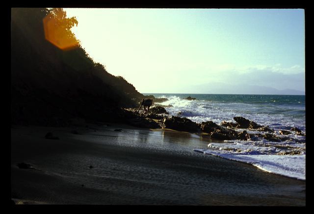 viequesmar2006_012.jpg
